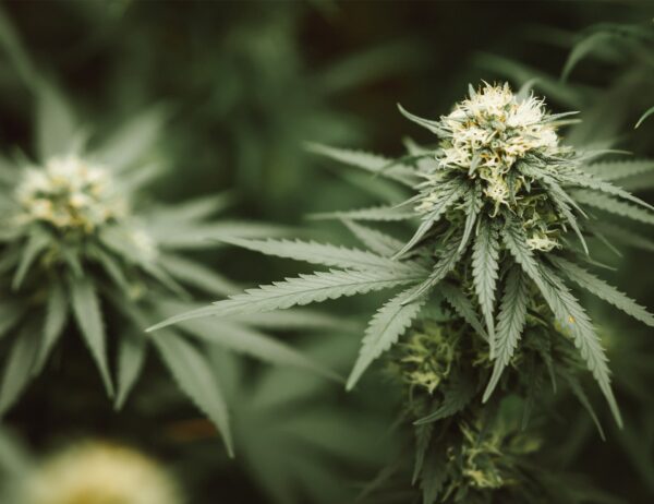 Understanding Cannabis Essential Oil